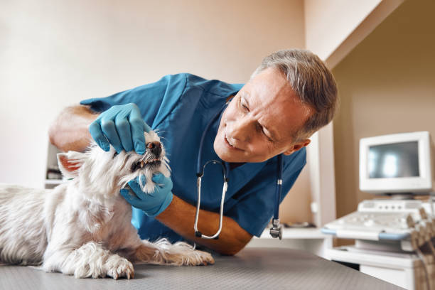 Best Emergency Treatment for Dental Infections or Abscesses in Tacoma, WA
